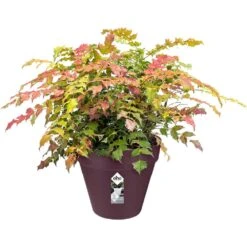 Elho Blumentopf Maulbeere Matt 25x22cm 5,5L -GartenMeister Verkäufe 5f0d3ac8be5f3fcdc6213c2862a54e8a de 193663d 2 1