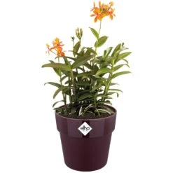 Elho Blumentopf Maulbeere 35x32cm 21,9L 6 Elho Blumentopf Maulbeere 35x32cm 21,9L -GartenMeister Verkäufe a57435bfabc55f6942075e548b90af33 a de 193652g 1